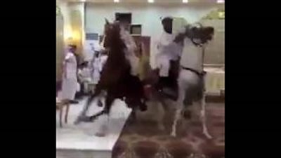 بالفيديو.. استعراض بالخيول داخل قاعة حفل زفاف تثير جدلا بين السعوديين