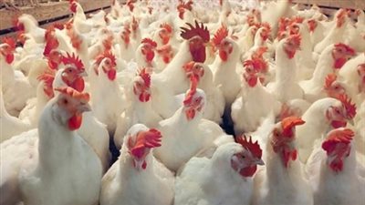 تراجع أسعار الدواجن.. والكيلو يسجل 25.50 جنيها