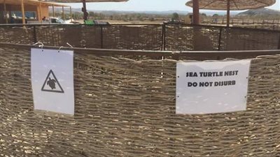 بالصور.. مسئولو مركز غوص يحمون بيض السلاحف بمرسى علم