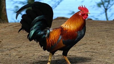 تفسير رؤية الديك في المنام لـ ابن سيرين