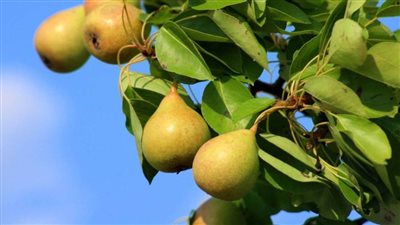 5 فوائد صحية لـ