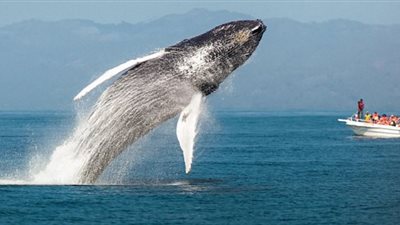 بالفيديو والصور.. حيتان ضخمة تلهو على بعد خطوات من قوارب