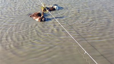 «الحيوانات النافقة» علف المزارع السمكية بالدقهلية