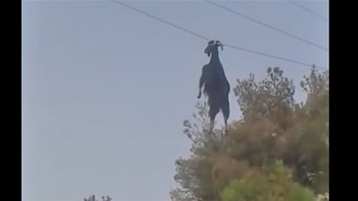 بالفيديو.. إنقاذ ماعز علقت بسلك كهرباء