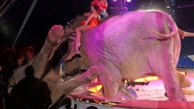 لقطات مرعبة للحظة سقوط فيل على جمهور سيرك (فيديو)