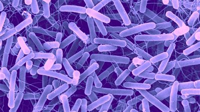 البكتيريا المعوية تساعد في معالجة السرطان