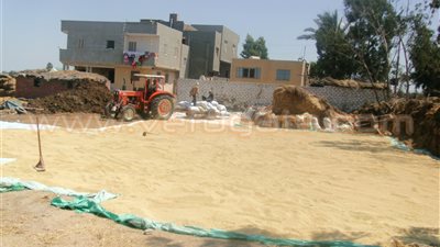 بدء حصاد محصول الأرز في دمياط