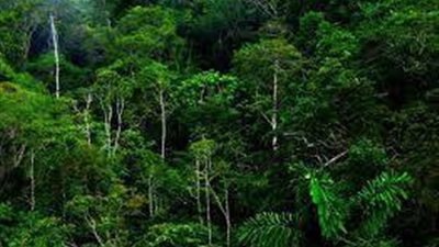 محمد كعربان يكتب: غابة الموت