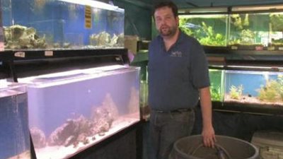 بالفيديو.. كيف تنظف قاع حوض الأسماك