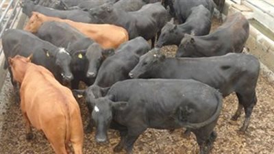 شروط الحصول على قروض «البتلو»