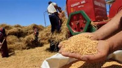 «تموين المنيا» يعلن انتهاء موسم توريد القمح بإجمالي 341 ألف طن