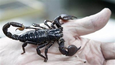 تفسير رؤية العقرب في المنام | من رأى أنه يلقى 