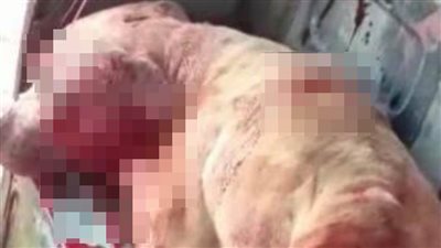 إخلاء سبيل المتهمين بقتل كلب المطرية بكفالة