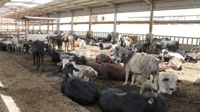 الغضبان: بورسعيد مركز لتوزيع اللحوم للمحافظات ونحقق الاكتفاء الذاتي(صور)