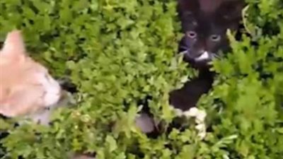 بالفيديو والصور.. رجل يجذب قططا بلعبة غير متوقعة