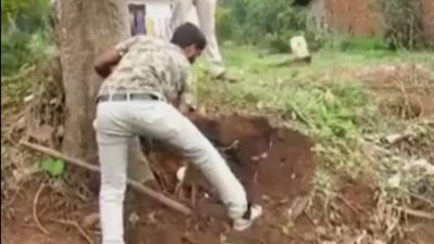 بالفيديو.. رجل يستدرج كوبرا ويمسكها بيديه العاريتين