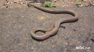 خبير يكشف سر ظهور الثعابين في البحيرة وطريقة سهلة للقضاء عليها