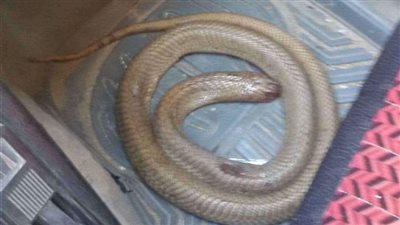 «التونة» سلاح مواجهة ثعابين البحيرة