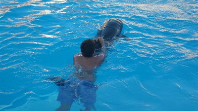 جمعيات حماية الحيوان في فرنسا تطالب بوقف السباحة مع الدرافيل