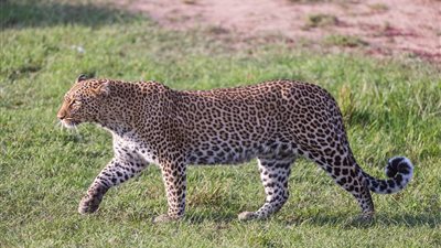 مصور يتحدى متابعيه للعثور على فهد مختبئ (صور)