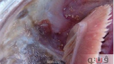 ضبط محل يبيع أسماكًا غير صالحة للاستهلاك الآدمي في مطروح