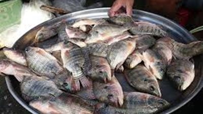 البلطي يسجل 15 جنيها بسوق الجملة.. اليوم