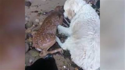 شاهد.. لحظة إنقاذ كلب غزالًا صغيرًا من الغرق