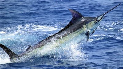 سمكة أبو سيف غاضبة تحاول طعن سائح | فيديو