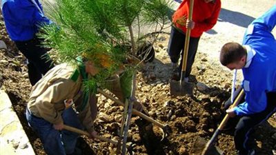 تشجير جانبي الترع بقرية صفط الخمار في المنيا