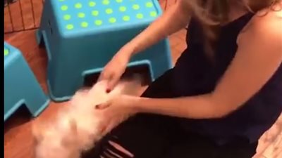 بالفيديو.. شاب يطلب الزواج من حبيبته بمساعدة كلب