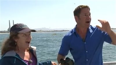 بالفيديو.. مذيع «بى بى سى» يفقد أعصابه على الهواء عند رؤية حوت أزرق