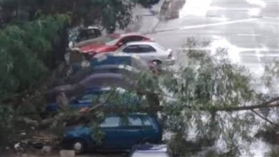 سقوط شجرة على سيارة وتهشمها بسبب شدة الرياح المطيرة ببورفؤاد | صور