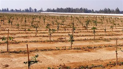 إلغاء تخصيص الأراضي لبعض الفائزين بقرعة مشروع الـ1.5 مليون فدان