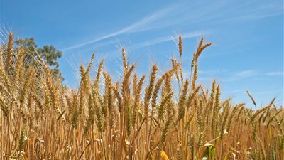 أبو الدهب: لا نحتاج لاستيراد القمح