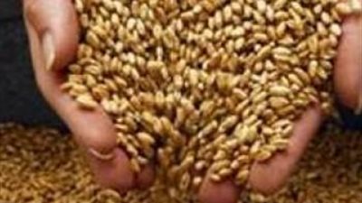 ضبط 140 طن قمح فاسد في سوهاج