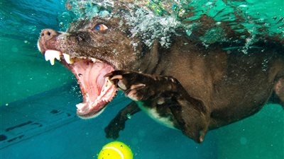 بالصور.. الكلاب تلعب التنس في حمام سباحة وتتحول لوحوش