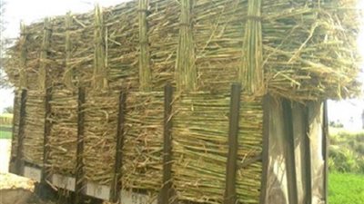 الانتهاء من صرف مستحقات موردي قصب السكر للتموين الشهر الجاري