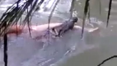 بالفيديو والصور.. ساحرة تجبر تمساحا على إعادة رجل افترسه