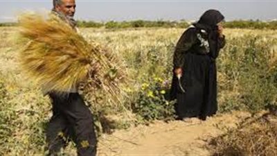 صرف مستحقات مزارعي القمح في قنا