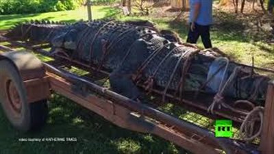 اصطياد تمساح عملاق في أستراليا (فيديو)