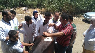 جامعة دمنهور تنظم قافلة بيطرية توعوية بقرية السواحين