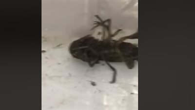 رد فعل جرادة بحر ألقى لها رجل بالمال (فيديو)