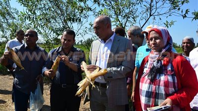 بالصور.. محافظ كفر الشيخ يزور الحقول الزراعية لمحصولي الأرز والذرة