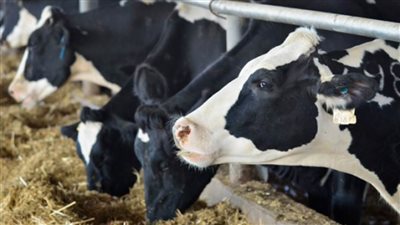 بعد توجيهات الرئيس السيسي.. الزراعة تبحث خطة تأهيل وتطوير 22 محطة تابعة لقطاع الإنتاج .. ومقترح بإنشاء 3 مزارع نموذجية جديدة