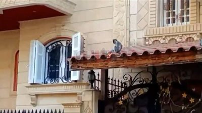 ملاحقة النسانيس الهاربة بمدينة دمياط الجديدة (صور)