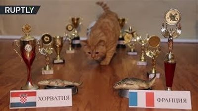 القط دوراتو يتنبأ بالفائز بكأس العالم 2018 (فيديو)