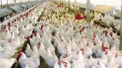 الحكومة تنفي تفشي فيروس أنفلونزا الطيور في مزارع الدواجن