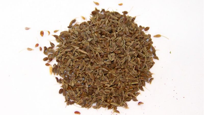 عشبة الينسون - صورة