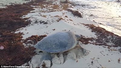 بالفيديو والصور.. إنقاذ سلحفاة علقت على شاطئ جزيرة مكسيكية