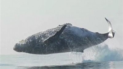 بالفيديو والصور.. لقطات نادرة لحوت يقفز بالكامل خارج المياه